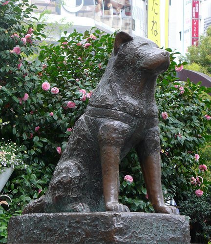 Hachiko calmly watching the crowds passing by
