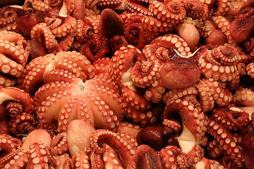Octopus at Tsukiji